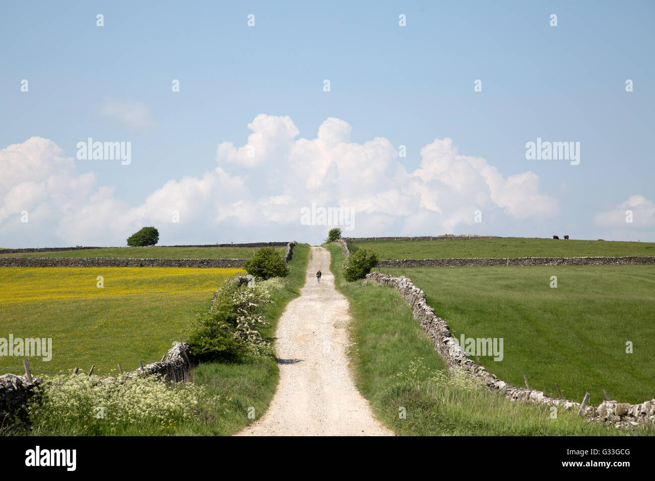 A country road in the Yorkshire Dales, England, UK Stock Photo