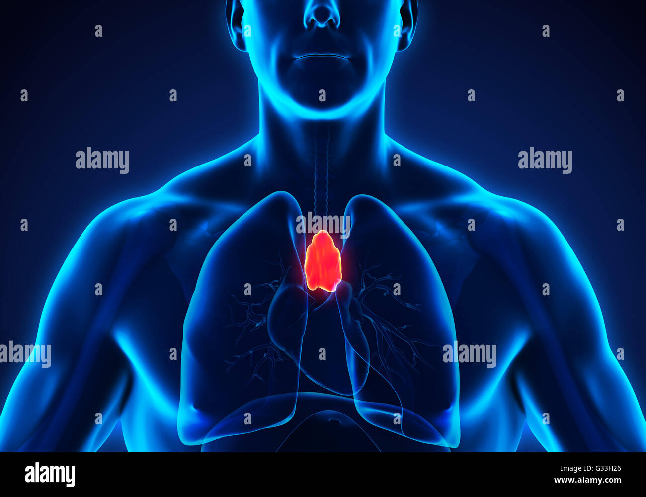 Thymus Gland High Resolution Stock Photography and Images Alamy