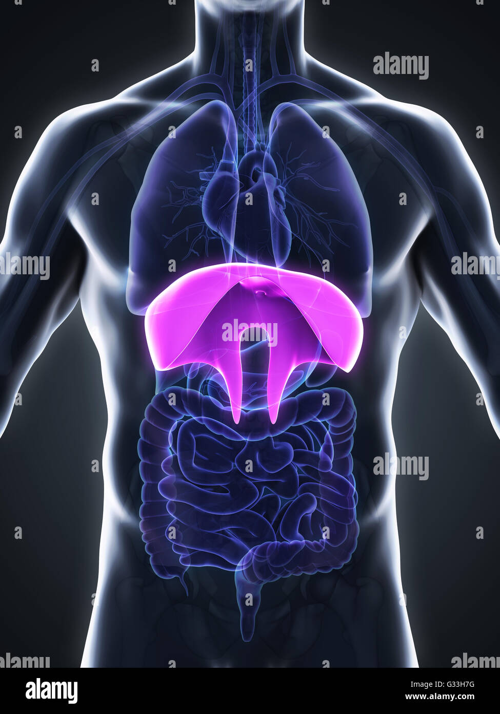 Human Diaphragm Anatomy Stock Photo Alamy