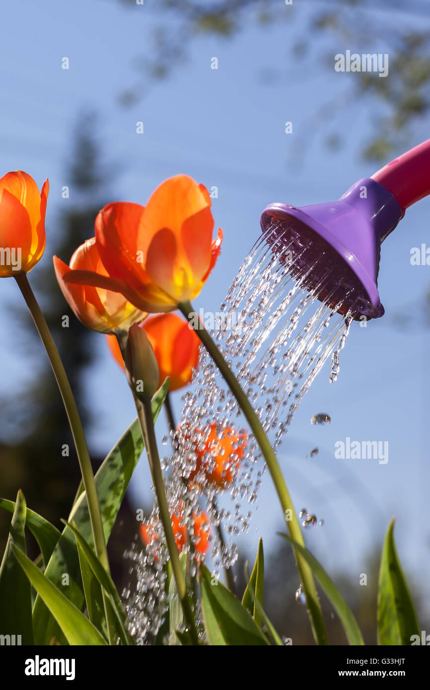 Полив тюльпанов. Удобрение для тюльпанов весной. Тюльпаны в вазонах. Теплица тюльпаны полив. Выращивание тюльпанов.