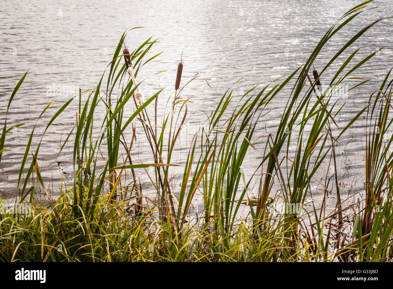 a tranquil pond with bullrushes on a calm summer day Stock Photo