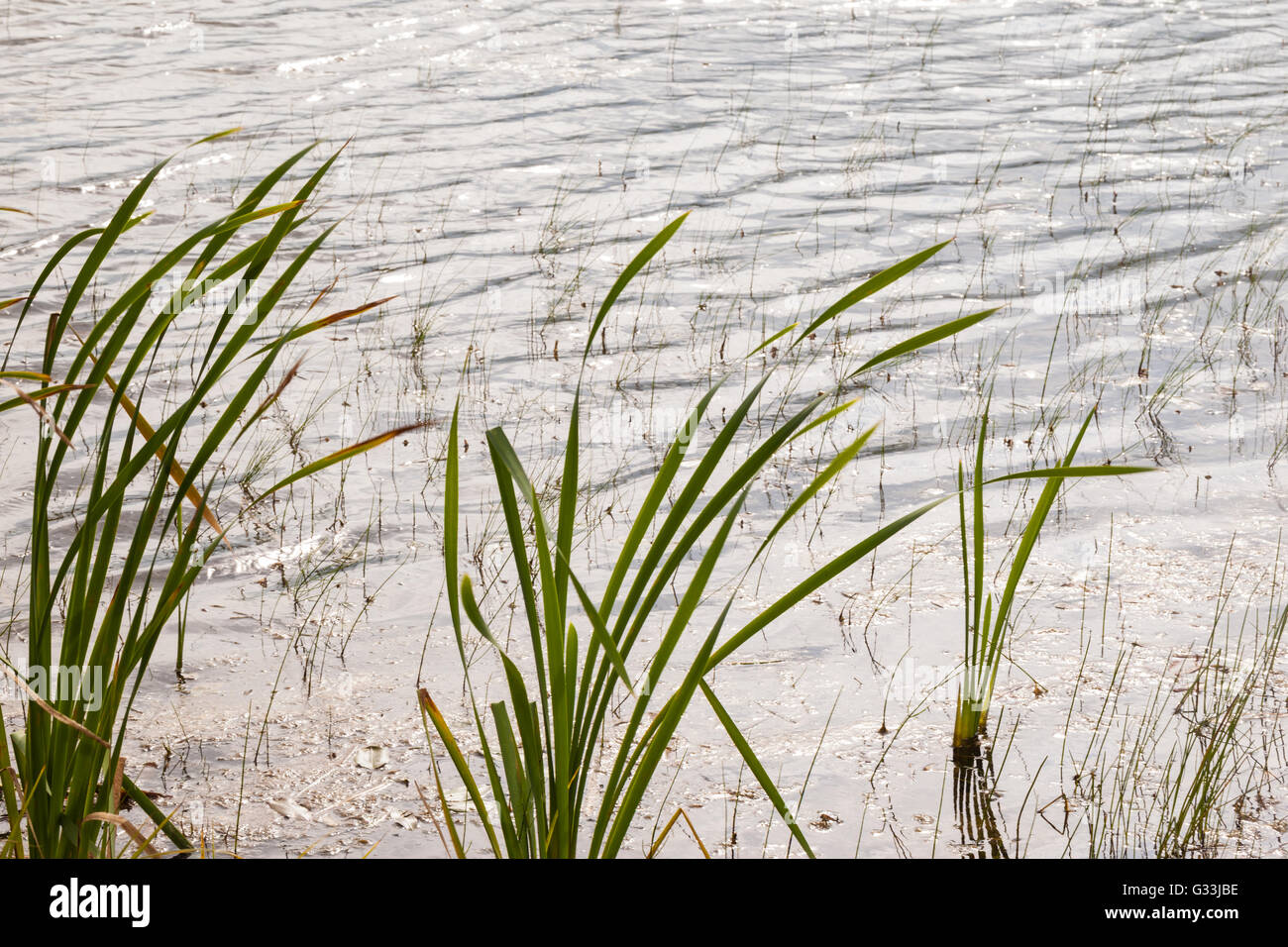 a tranquil pond with bullrushes on a calm summer day Stock Photo