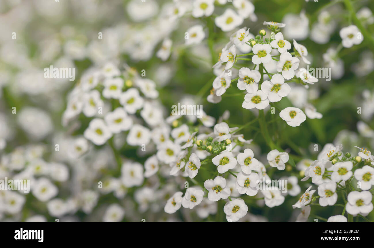 Little white Lobularia Maritima flowers - sweet alyssum Stock Photo - Alamy