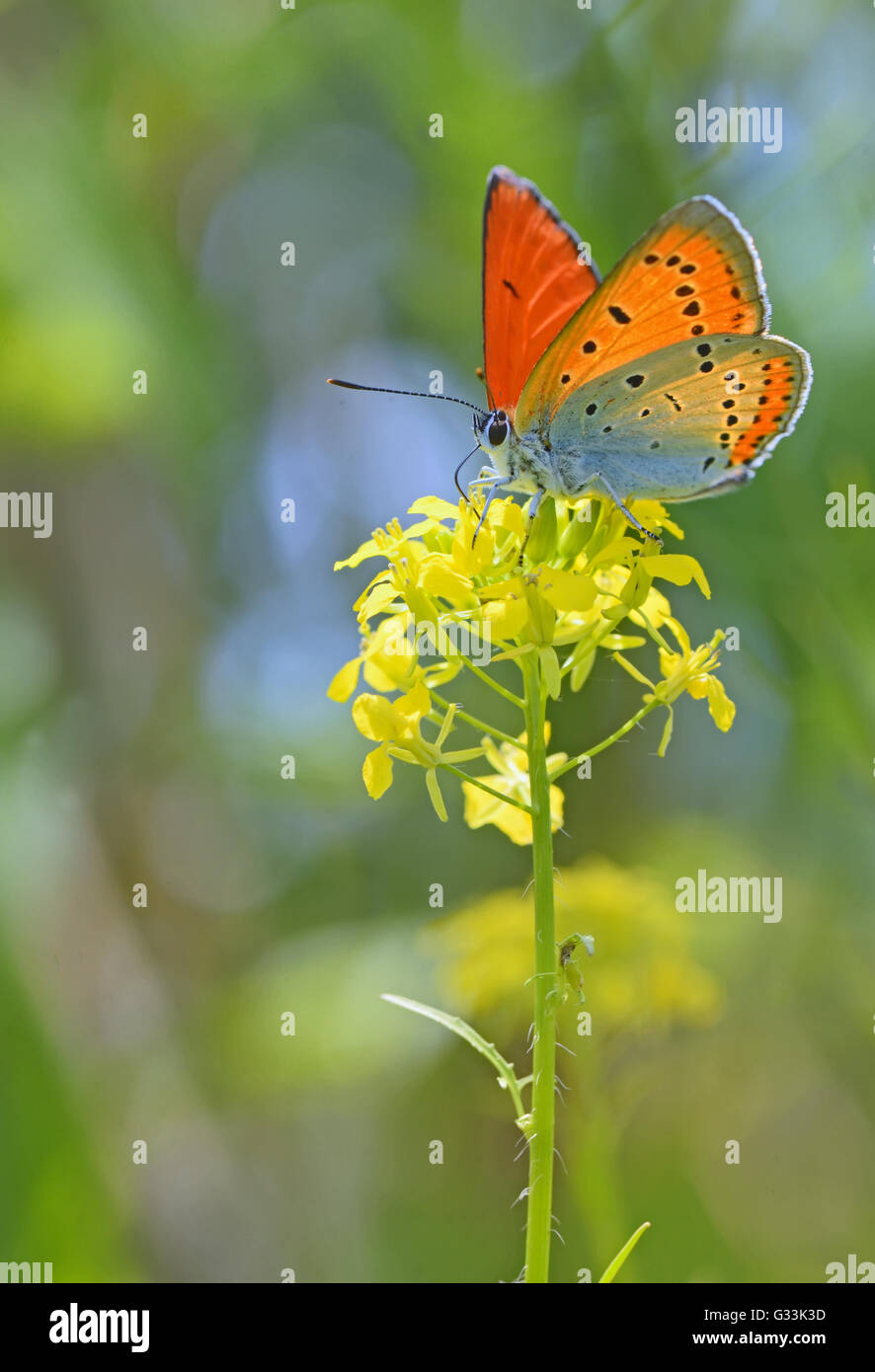 Common Blue (Polyommatus icarus) butterfly on a yellow flower Stock Photo