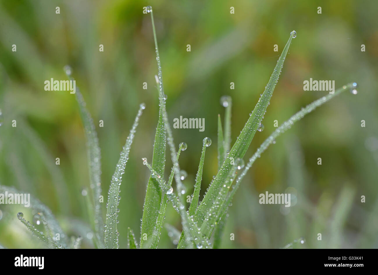 Dew drops on fresh green grass Stock Photo