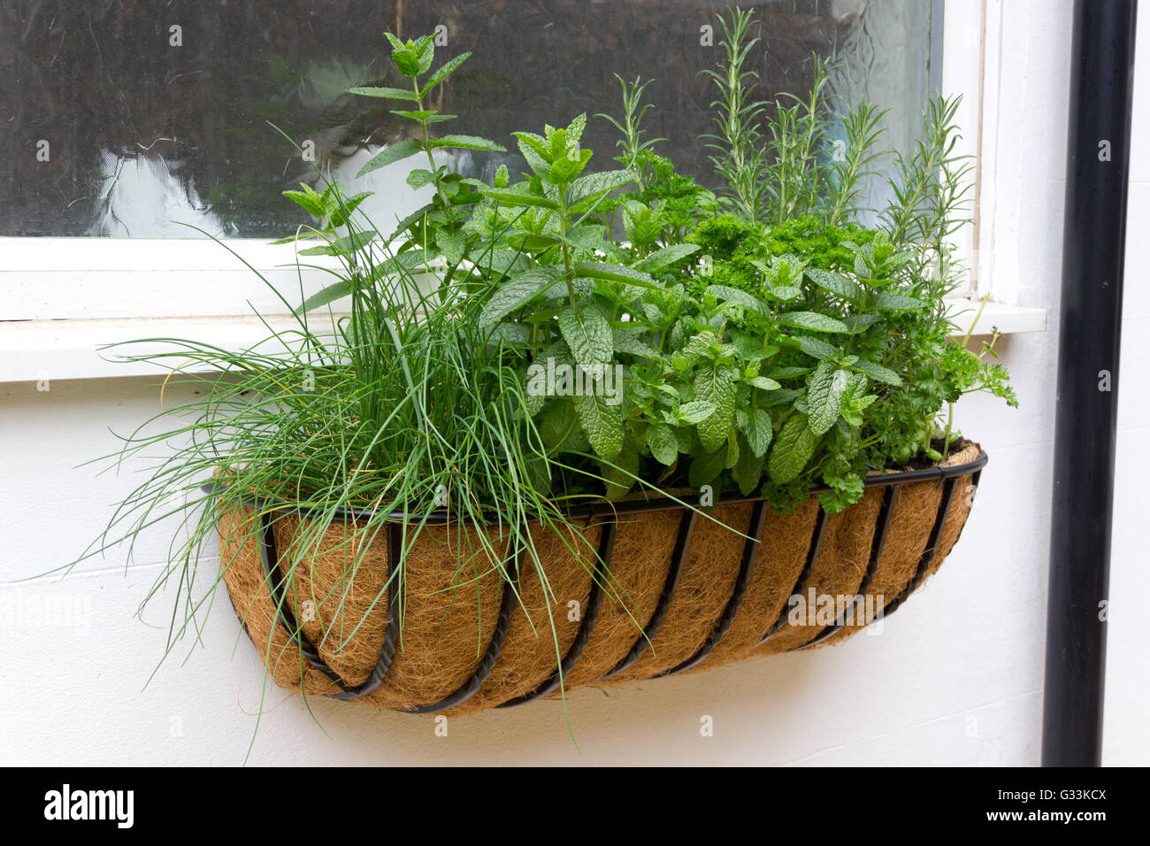 Window herb box Stock Photo Alamy