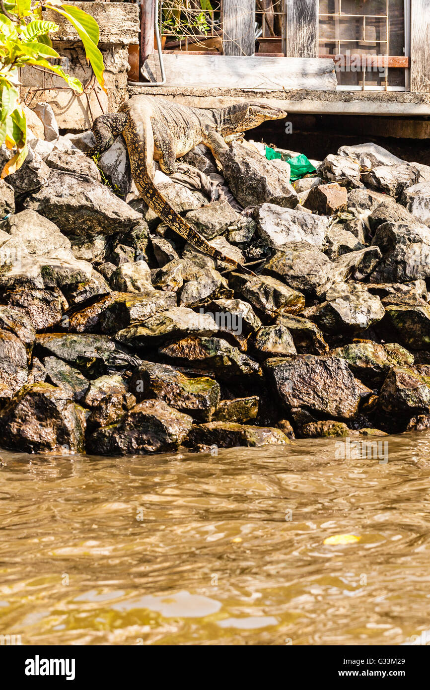 Chilling on the rocks hi-res stock photography and images - Alamy
