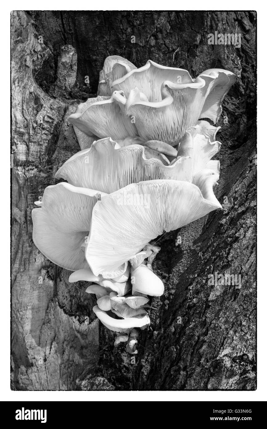 A monochrome image of bracket fungus growing on a tree at Herdsman Lake in Perth, Western Australia. Stock Photo