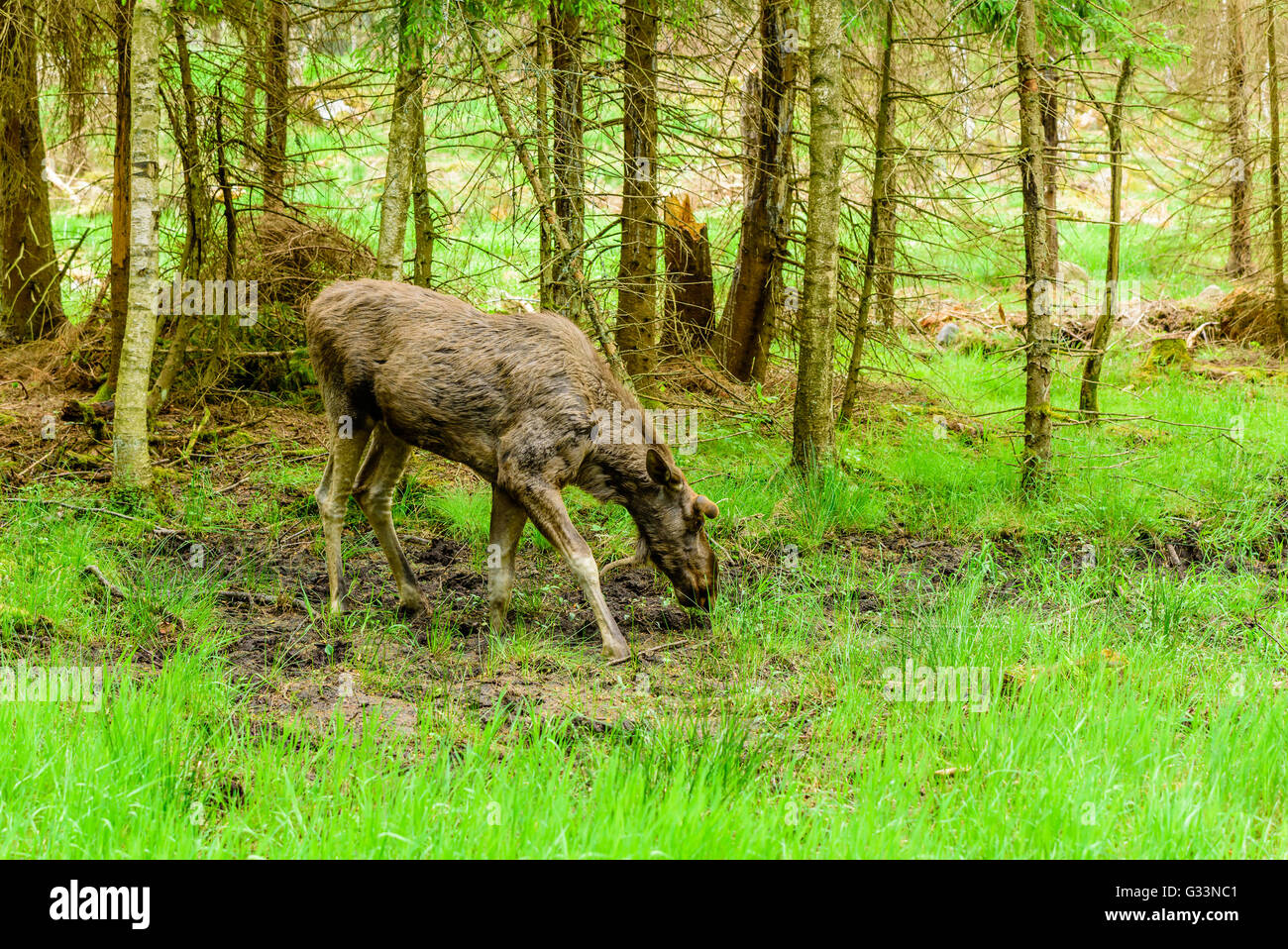 Moose (Alces alces), here a bull with short velvet covered antlers grazing in a wet and muddy area of the forest. Stock Photo