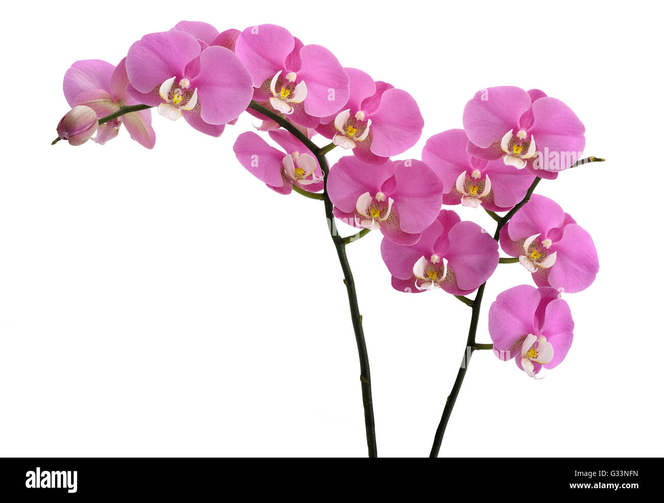 Pink orchids flowers isolated on white background Stock Photo - Alamy
