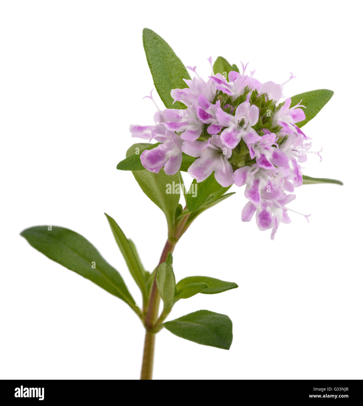 Summer savory flowers isolated on Cut Out Stock Images & Pictures Alamy