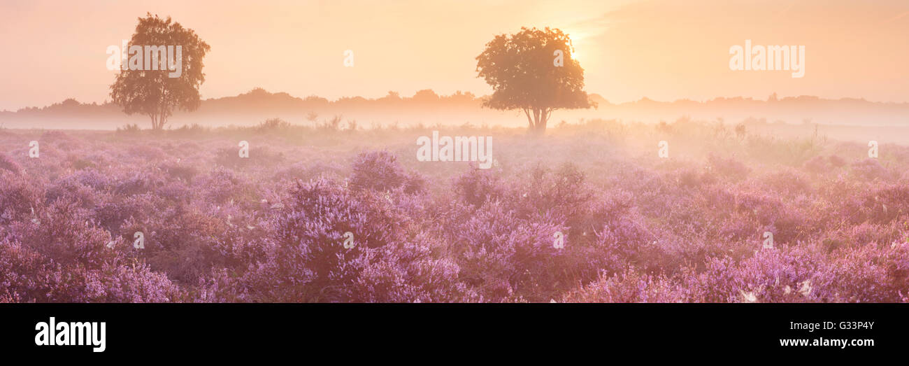 Blooming heather on a foggy morning at sunrise. Photographed near Hilversum in The Netherlands. Stock Photo
