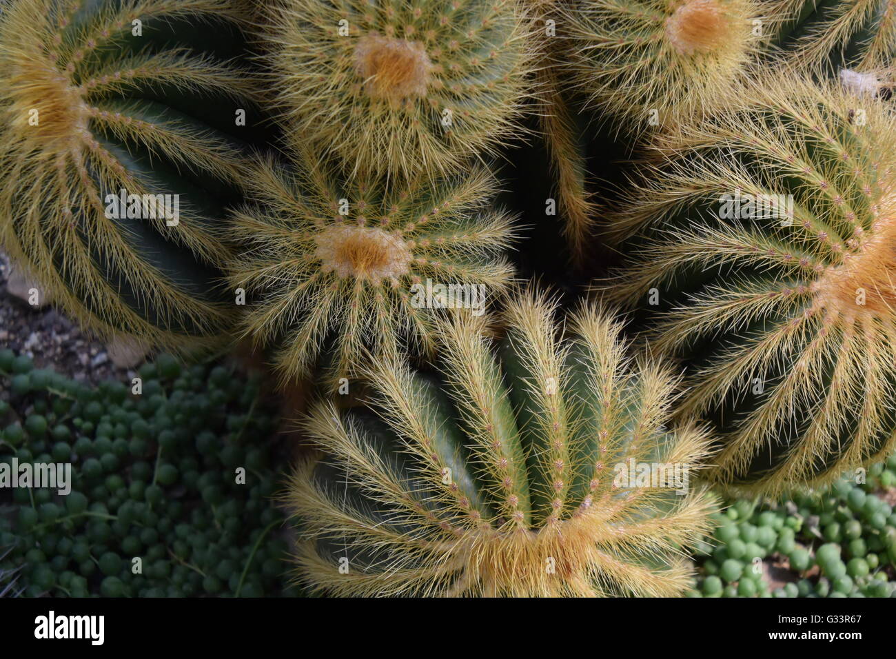 cactus plant in the Botanic Garden in Bonn, Germany Stock Photo