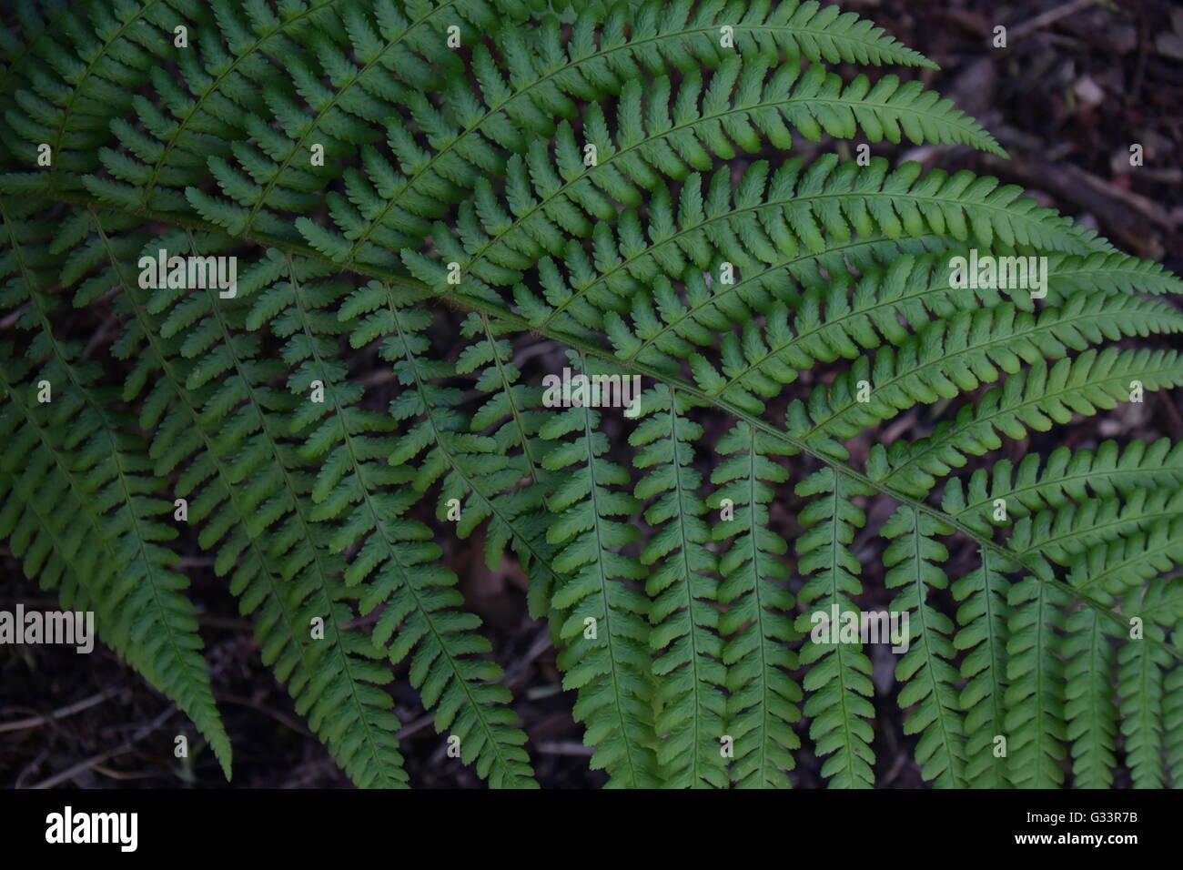 close up of a fern leave in the Botanic Garden in Bonn, Germany Stock Photo