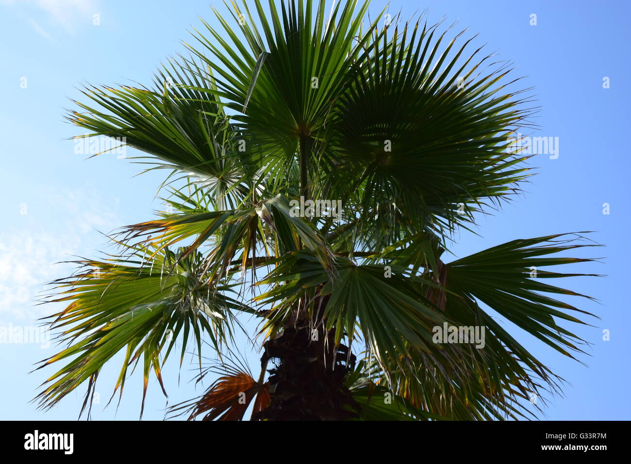 palm tree in the Botanic Garden in Bonn, Germany Stock Photo