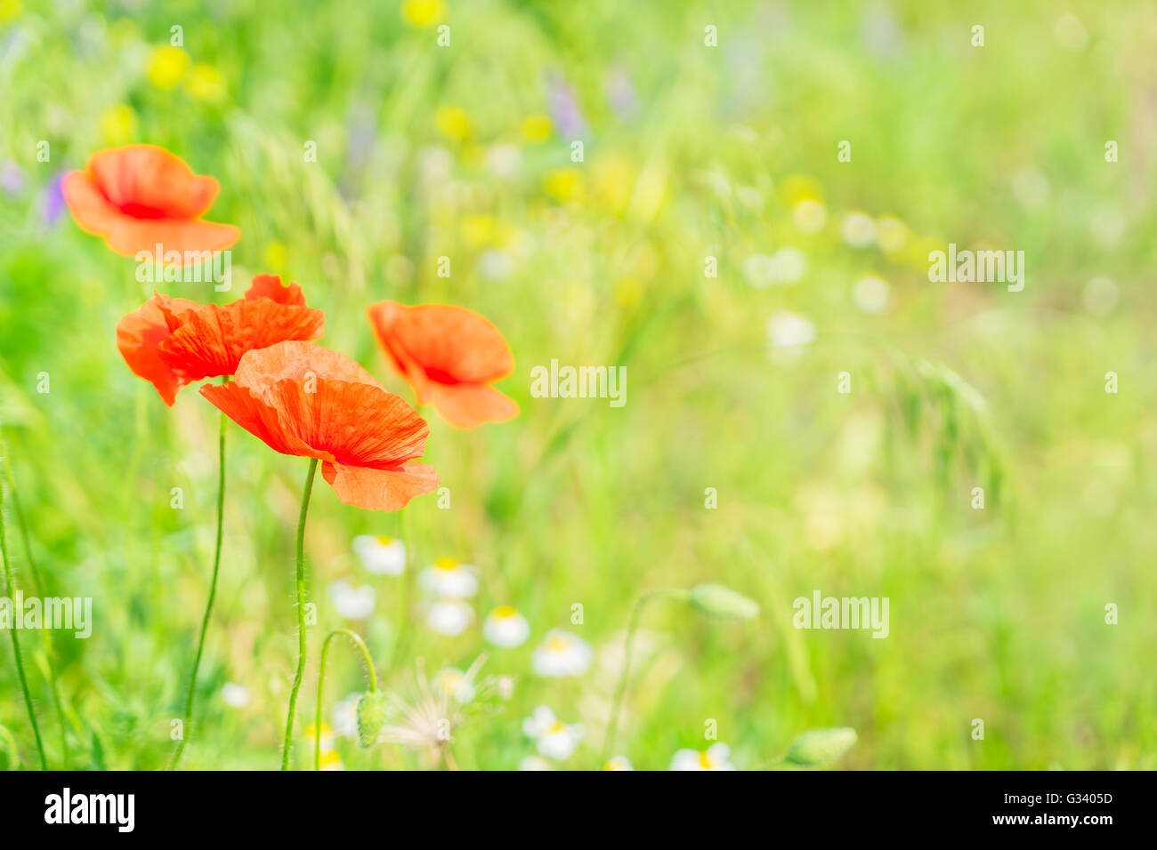 Poppy flower fields art hi-res stock photography and images - Alamy