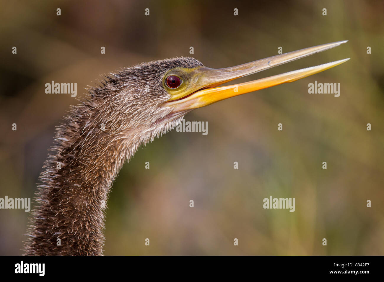 A portrait of an anhinga calling Stock Photo - Alamy
