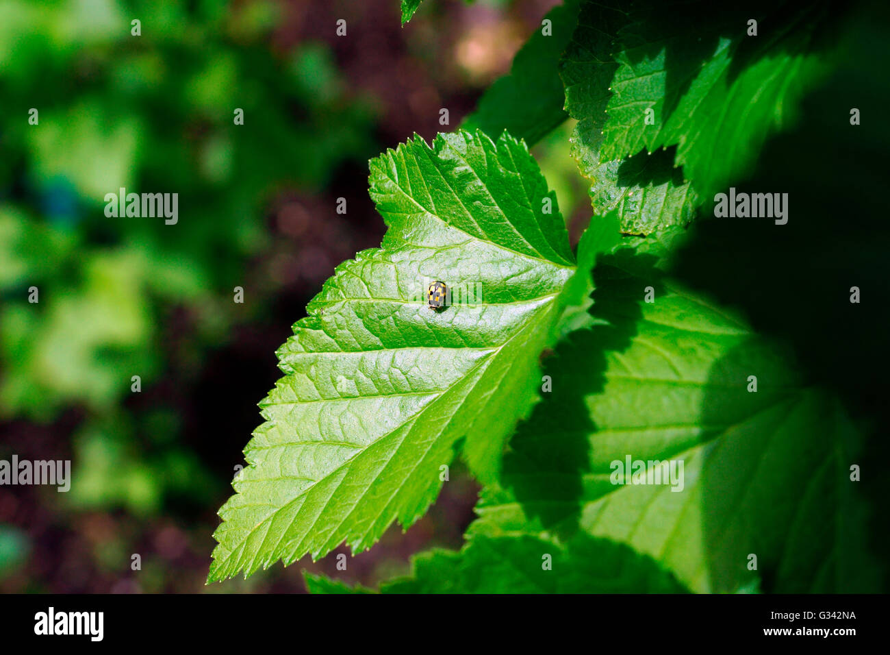 LADYBIRD YELLOW / BLACK SPOTS WHITE FACE Stock Photo Alamy