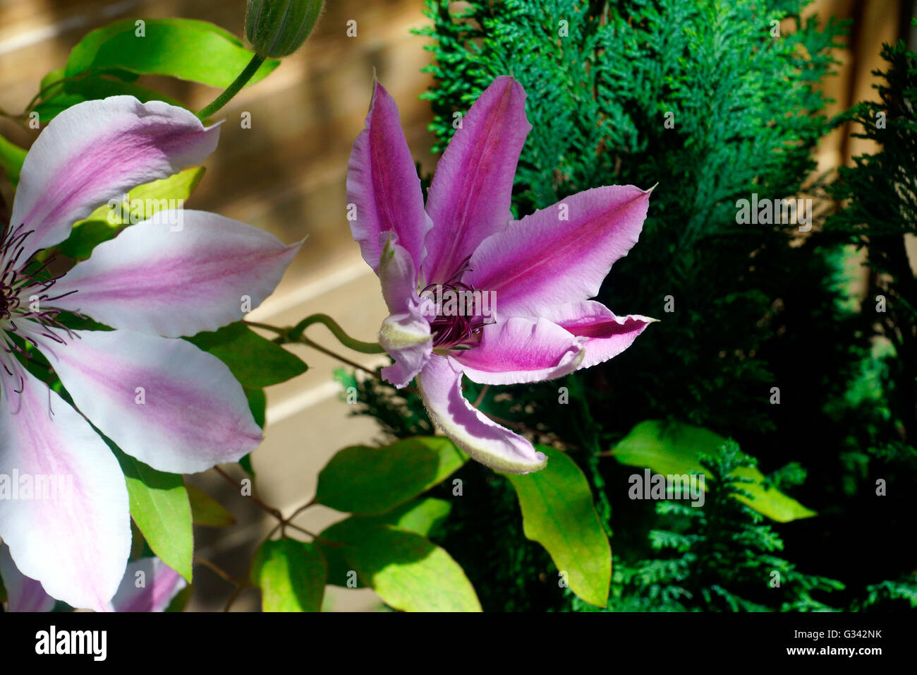 CLEMATIS OPENING FLOWER Stock Photo Alamy