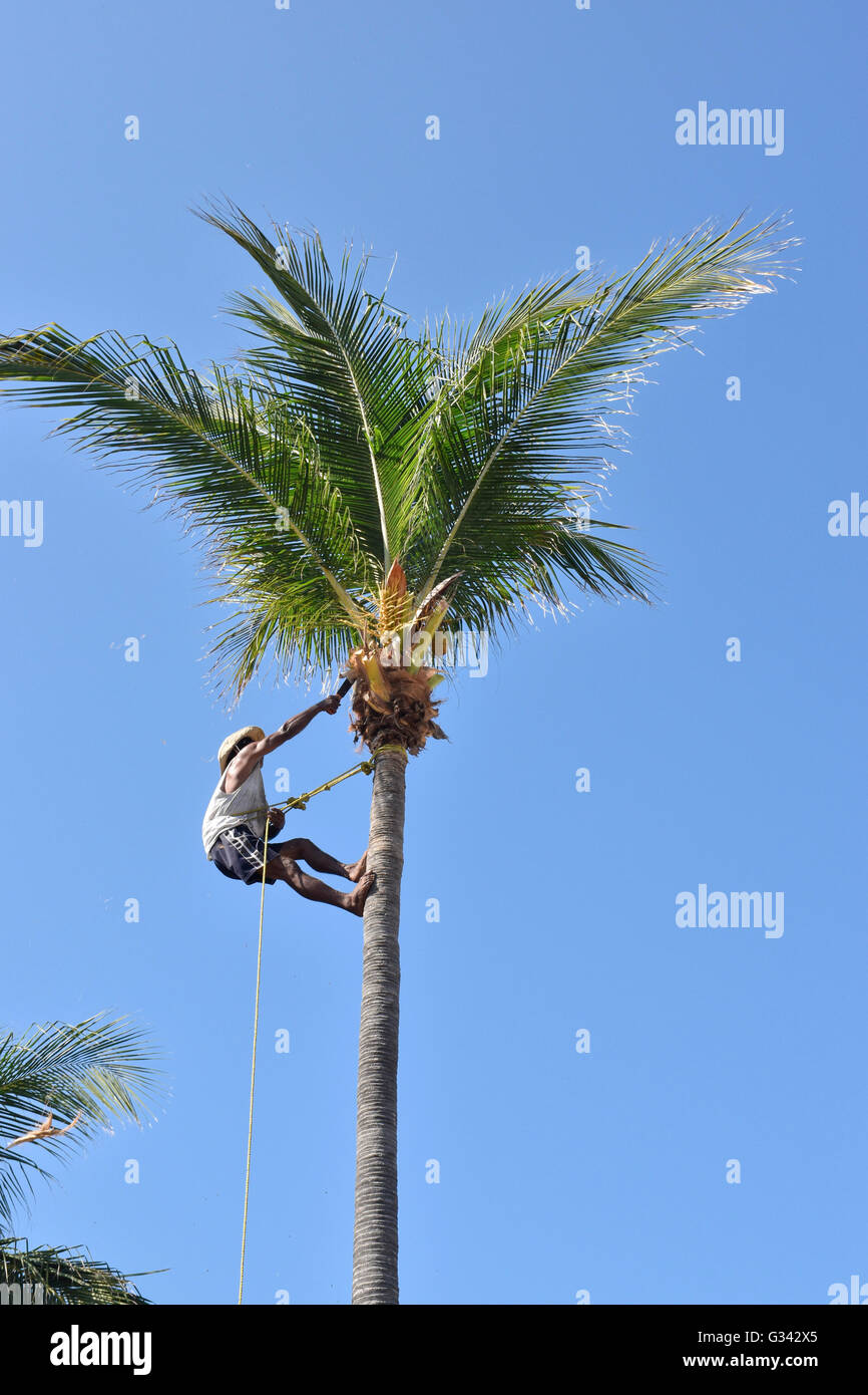 Palm tree 2024 leaf cutter