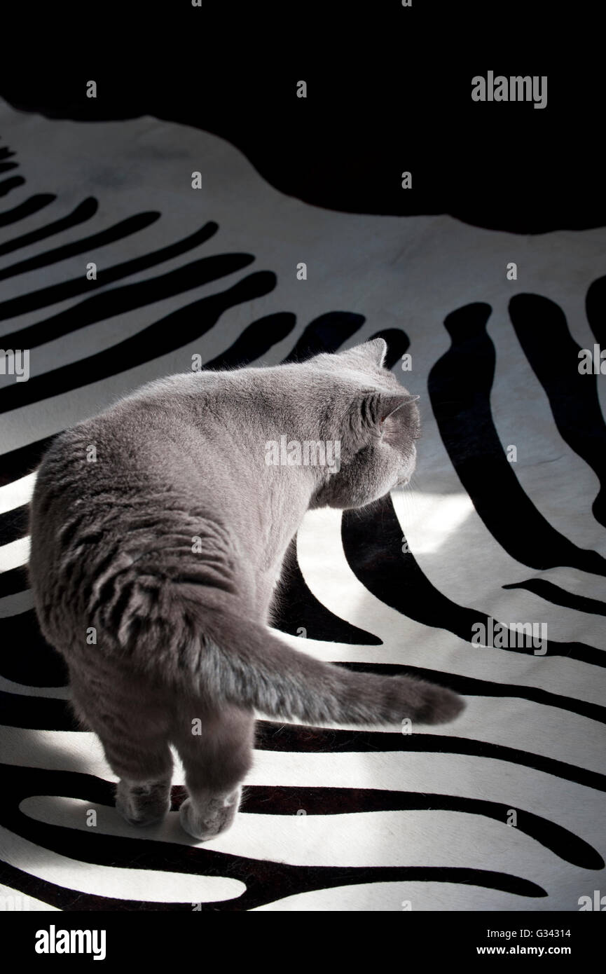 Skulking British Blue cat meanders across Zebra skin rug Stock Photo
