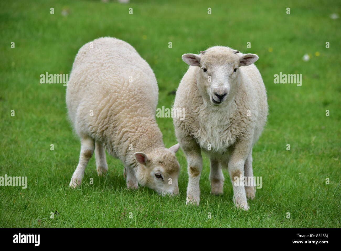 Two Welsh lambs grazing on lush fresh grass in a field. Stock Photo
