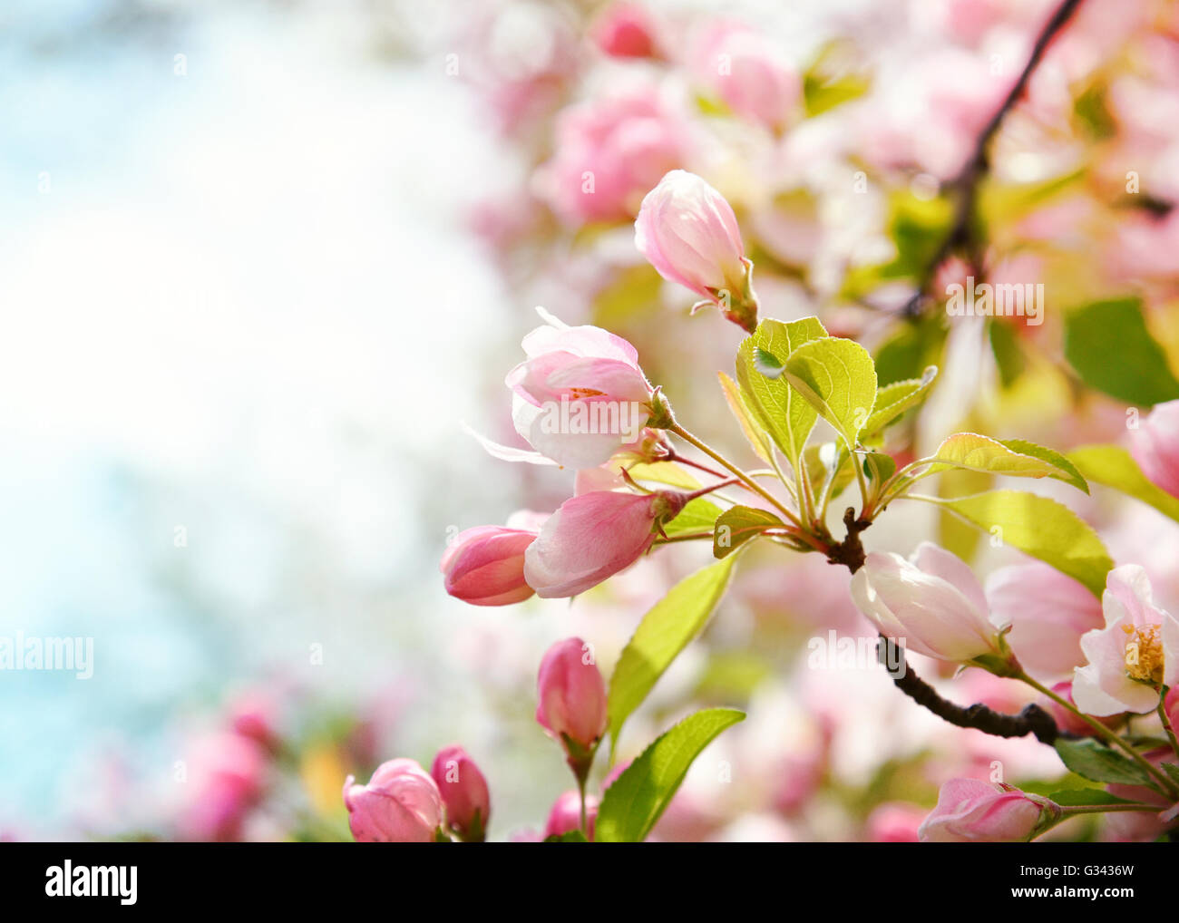 A closeup of beautiful pink cherry blossom flowers in a tree with a blurrred background area. Stock Photo