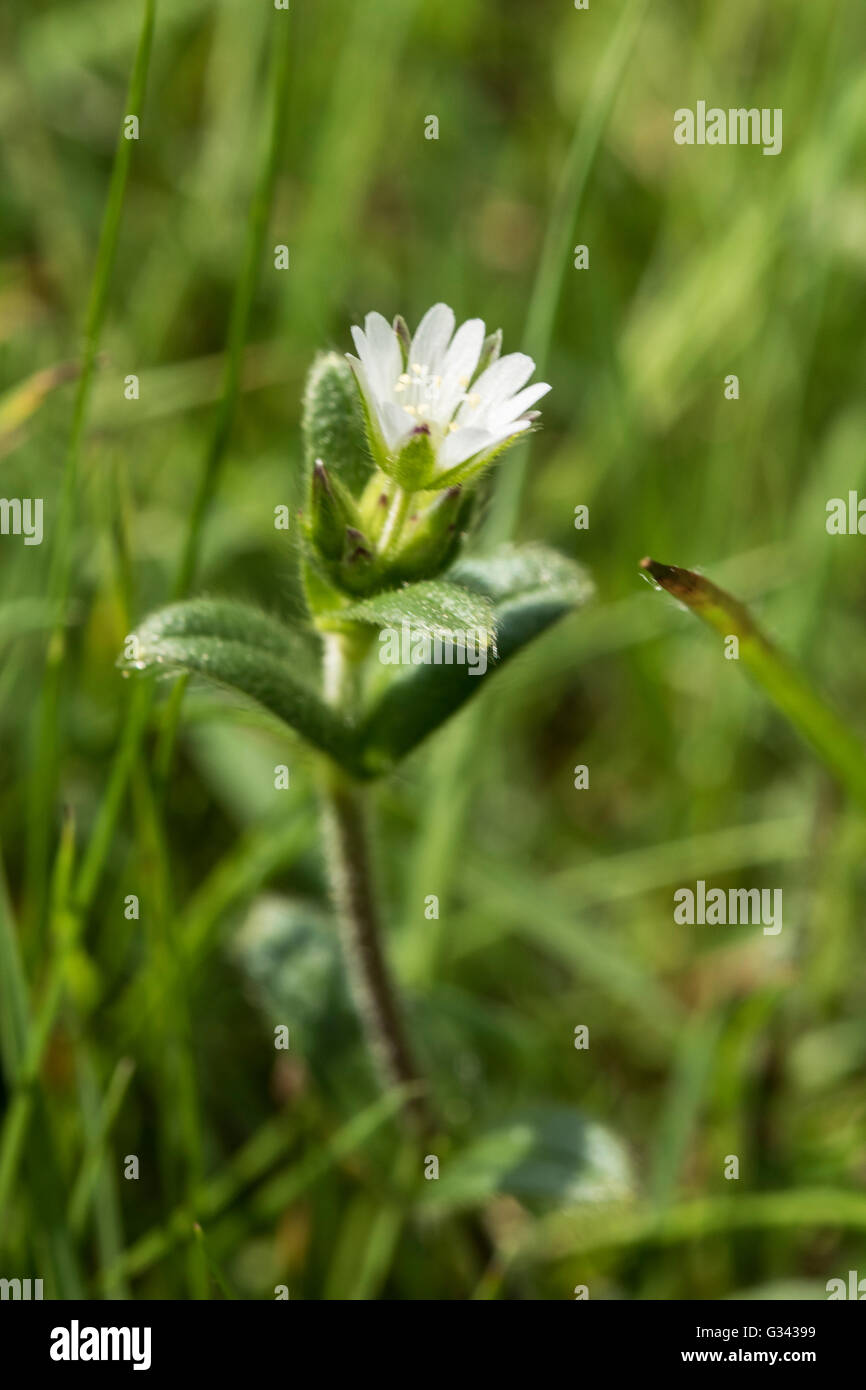 Common Mouse-ear, Cerastium fontanum, growing in a hedgerow, Surrey, UK. May. Stock Photo