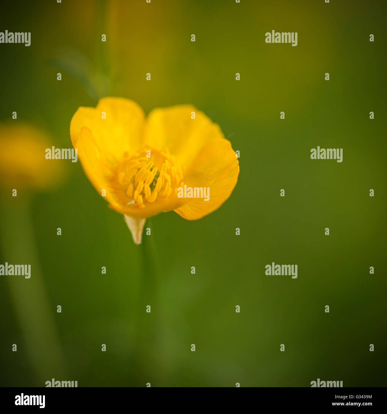 Beautiful macro image of Spring buttercup with boken background Stock Photo