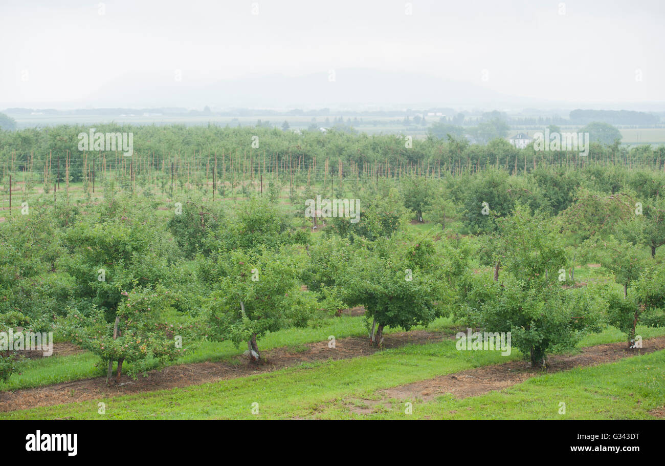 Apple trees are shown at an orchard on the Cider Trail south of Montreal, Sunday, July 26, 2015. photo Graham Hughes/Freelance Stock Photo