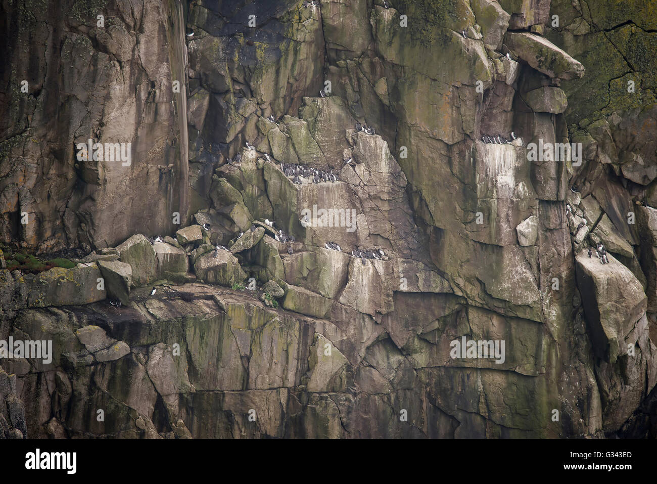 Colony of guillemot murre birds nesting on cliff face Stock Photo