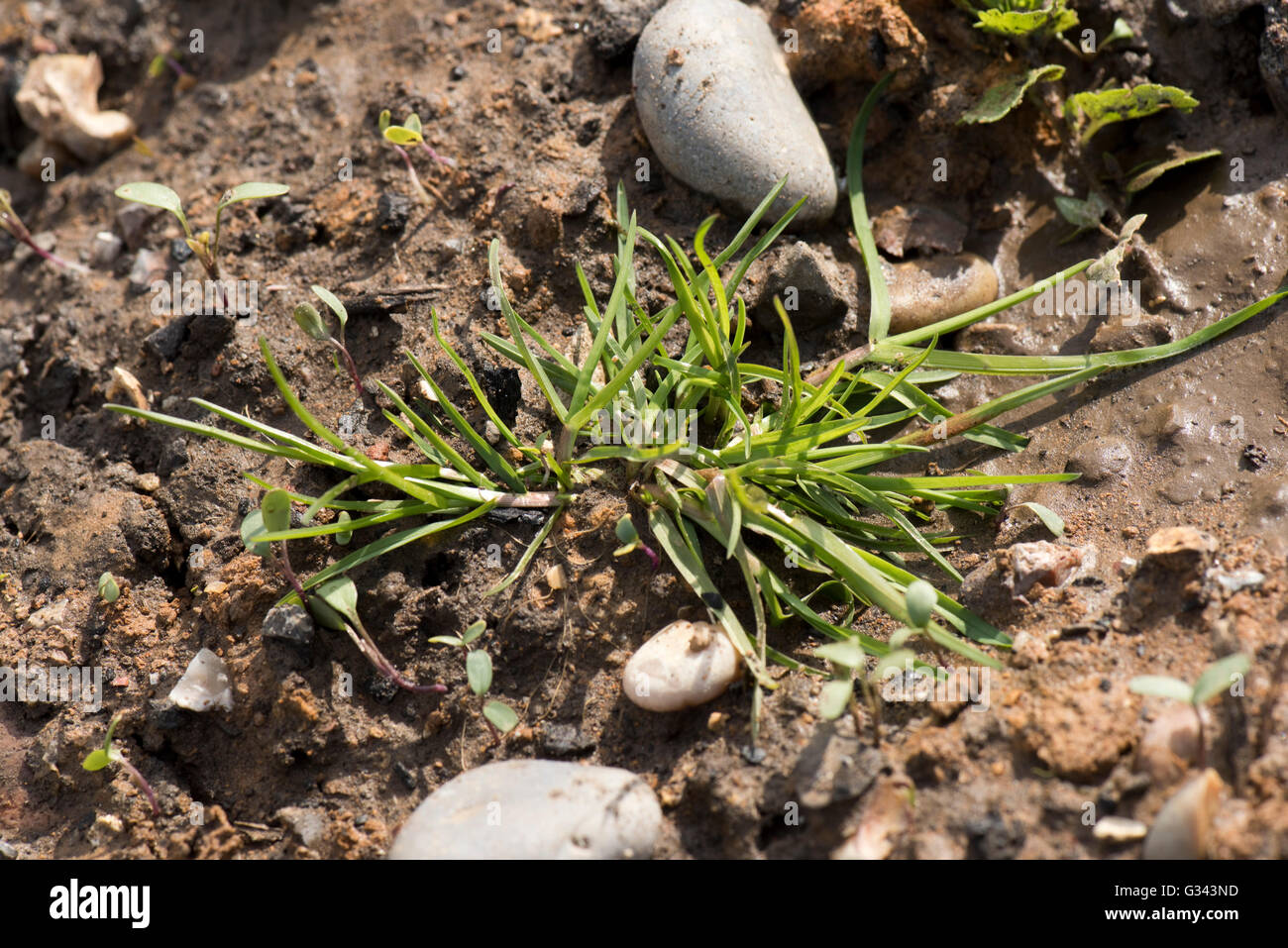 Annual meadow grass or bluegrass, Poa annua, young prostrate plant on damp clay soil, April Stock Photo