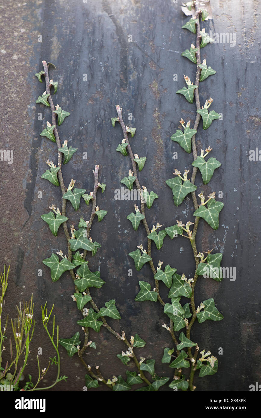 Young ivy shoots, Hedera helix, climbing and clinging on to a large metal pipe, April Stock Photo