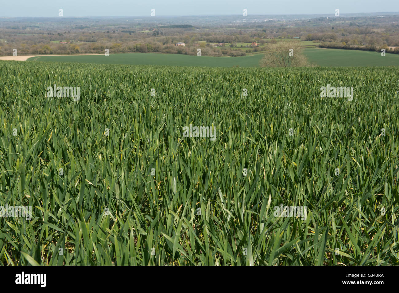 A winter wheat crop, Triticum aestivum, at Zadoks growth stage 30, Feekes 5, Berkshire, April Stock Photo