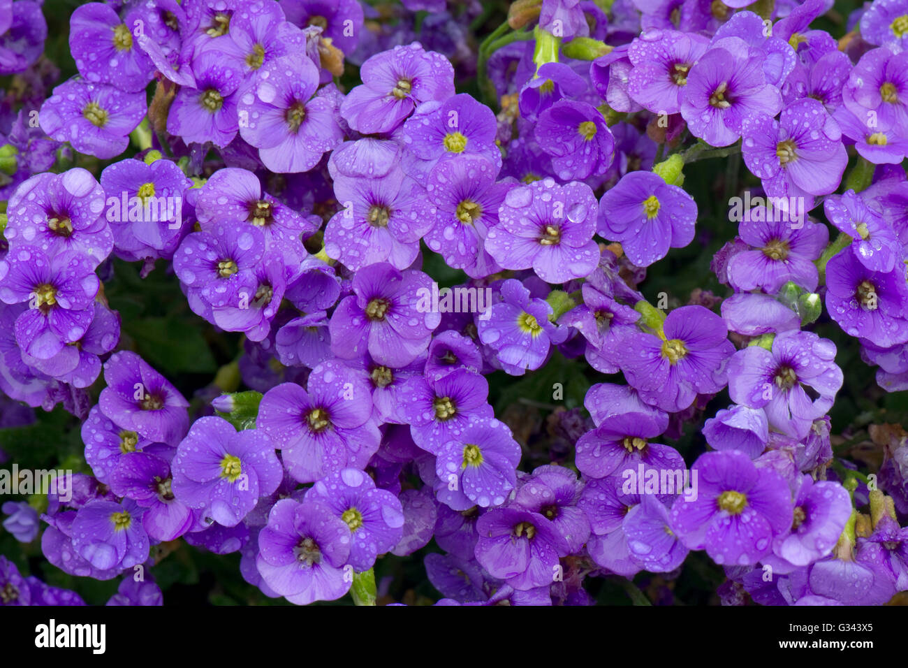 Aubretia, Aubrieta sp.,blue or mauve flowers with water droplets in the rain, Berkshire, May Stock Photo