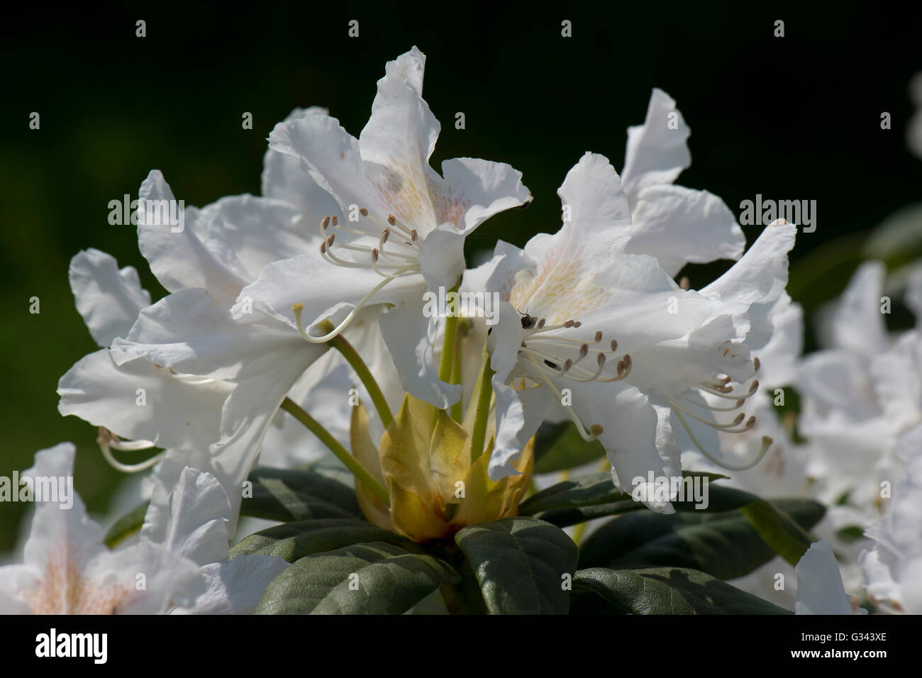 Flowers of Rhododendron 'Cunningham's White' an ornamental garden shrub in spring, Berkshire, May Stock Photo
