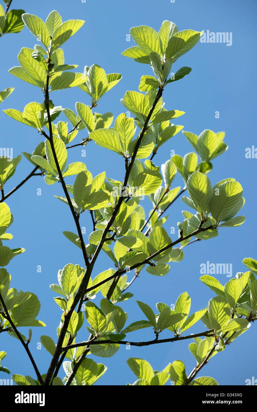 Young leaves of a whitebeam tree, Sorbus aria, against a blue spring sky, Berkshire, May Stock Photo