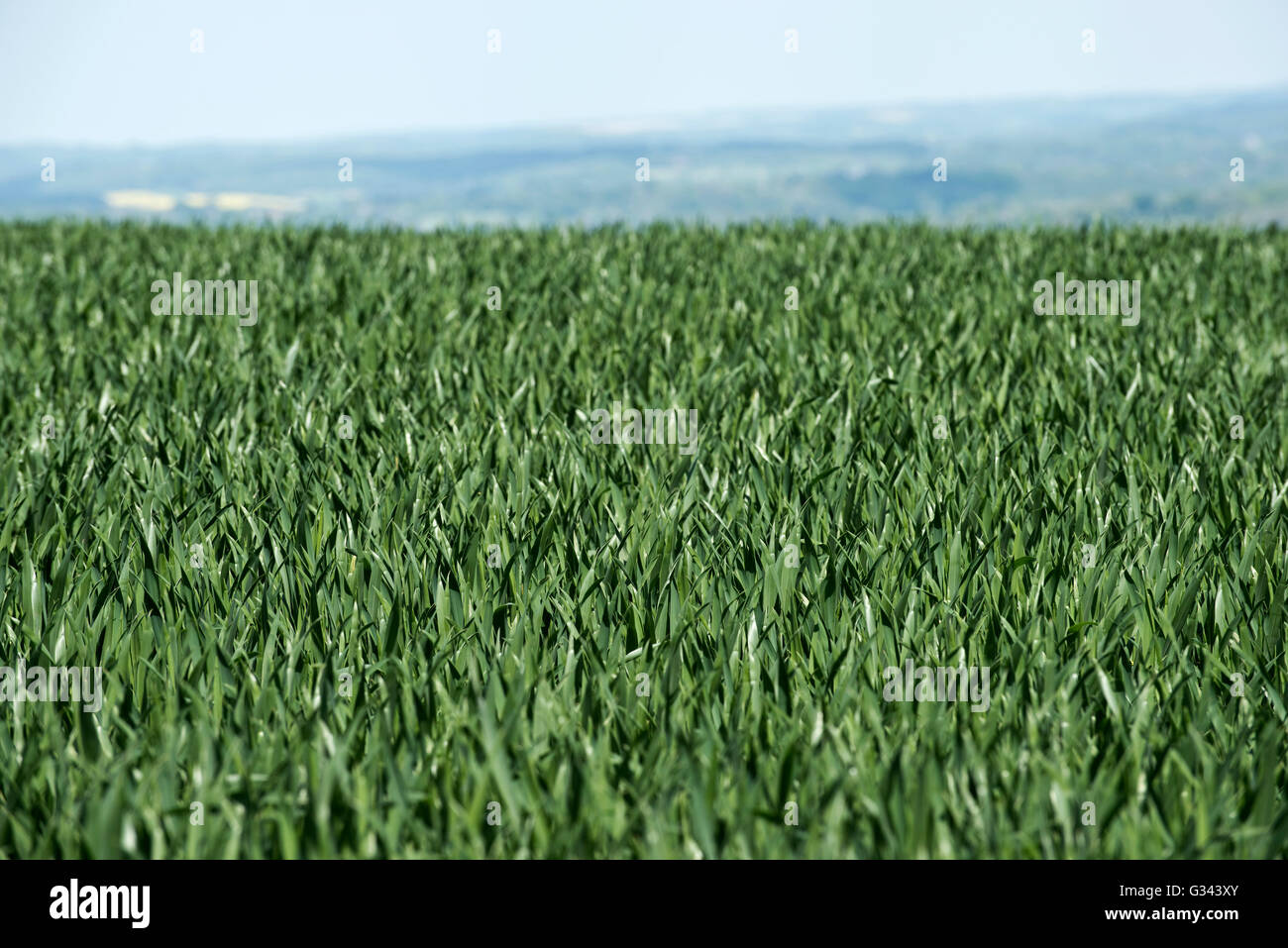 Narrow focus on winter wheat crop, Triticum aestivum, at Zadoks growth stage 37, Feekes 8, Berkshire, May Stock Photo