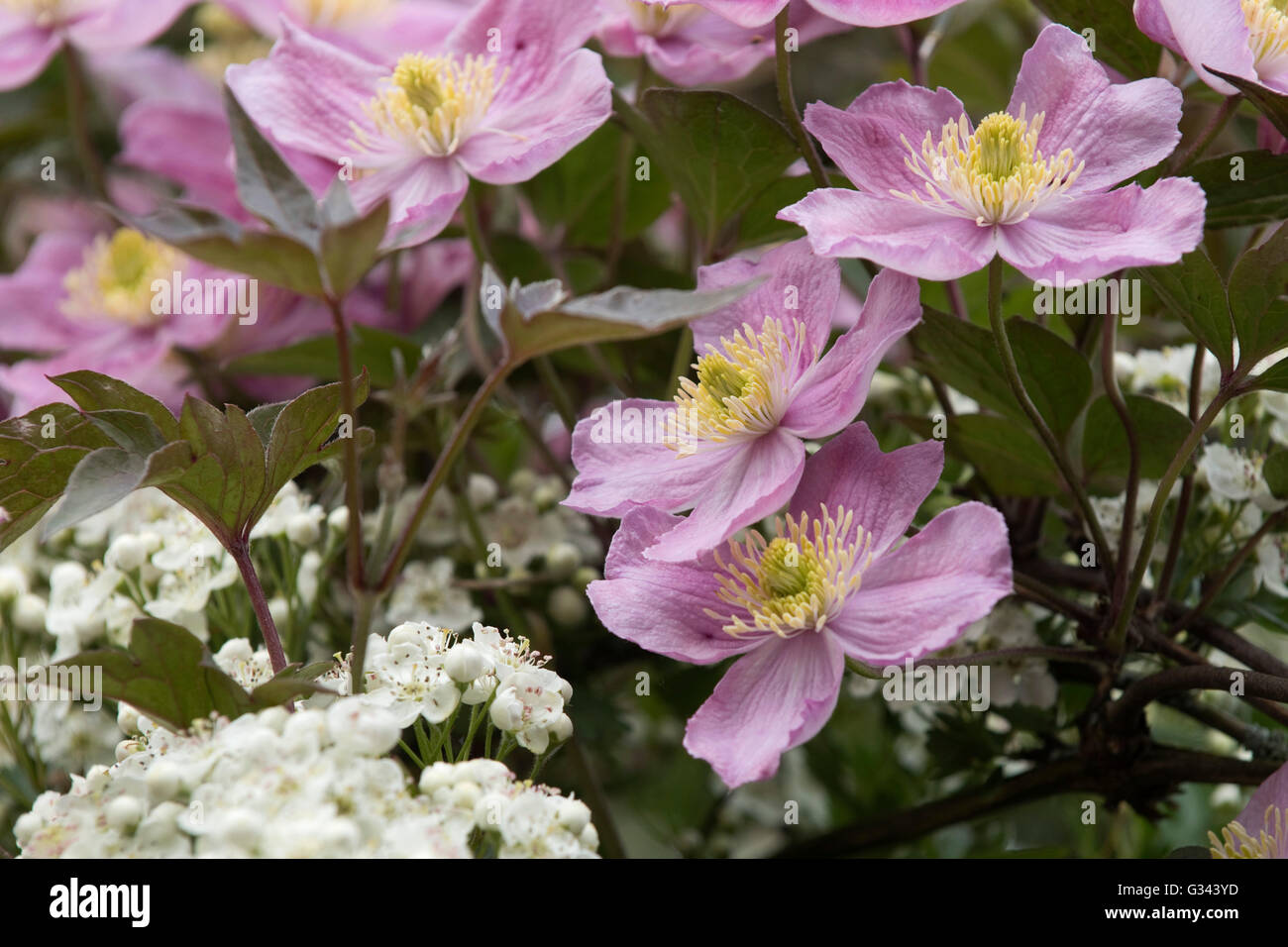 Clematis montana var rubens 'Terarose' flowers intertwined with may blossom on a hawthorn tree, May Stock Photo