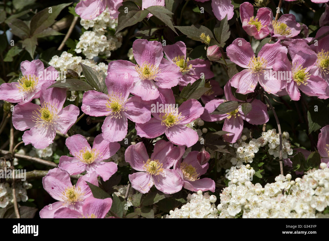 Clematis montana var rubens 'Terarose' flowers intertwined with may blossom on a hawthorn tree, May Stock Photo