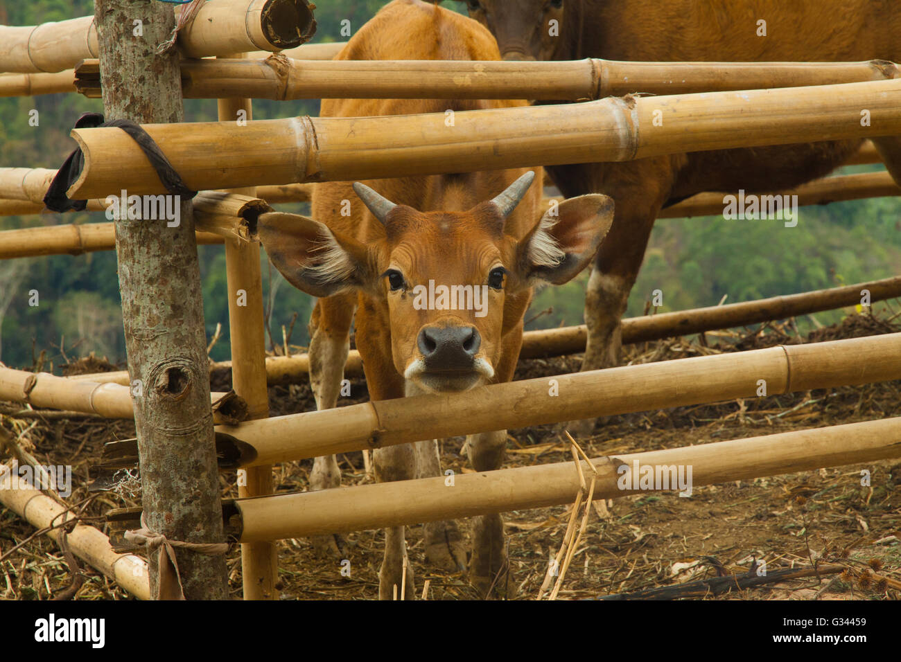 cow cattle breed in traditional local style farm with bamboo huts on Flores, Indonesia Stock Photo
