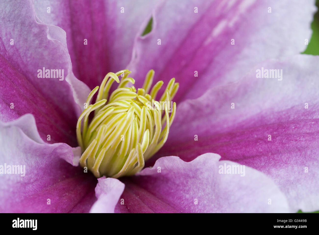 Clematis Piilu Summer flowering Clematis Stock Photo