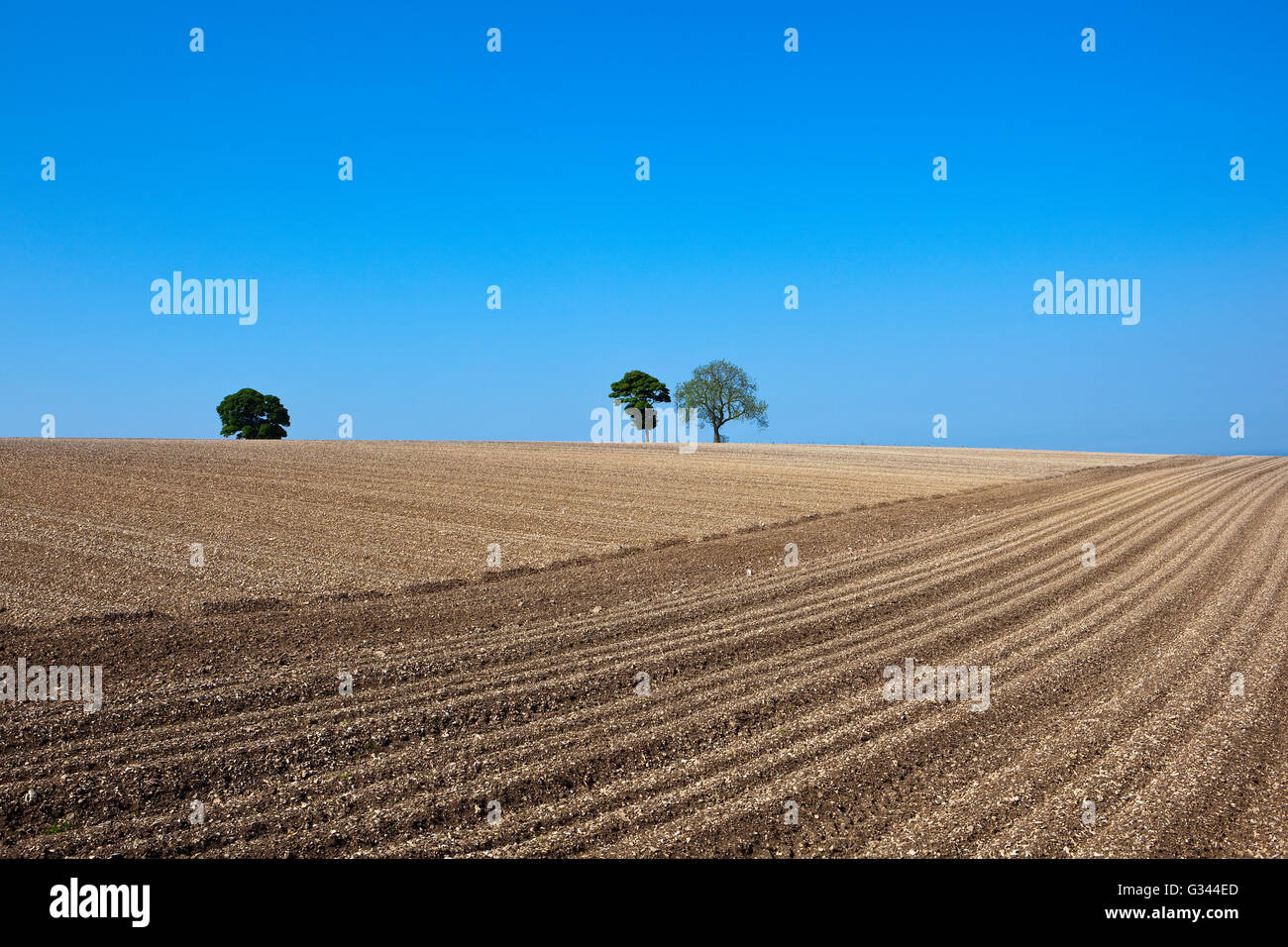 Chalky cultivated soil with furrows for growing potato crops on a Yorkshire wolds hillside field with trees under a blue sky Stock Photo