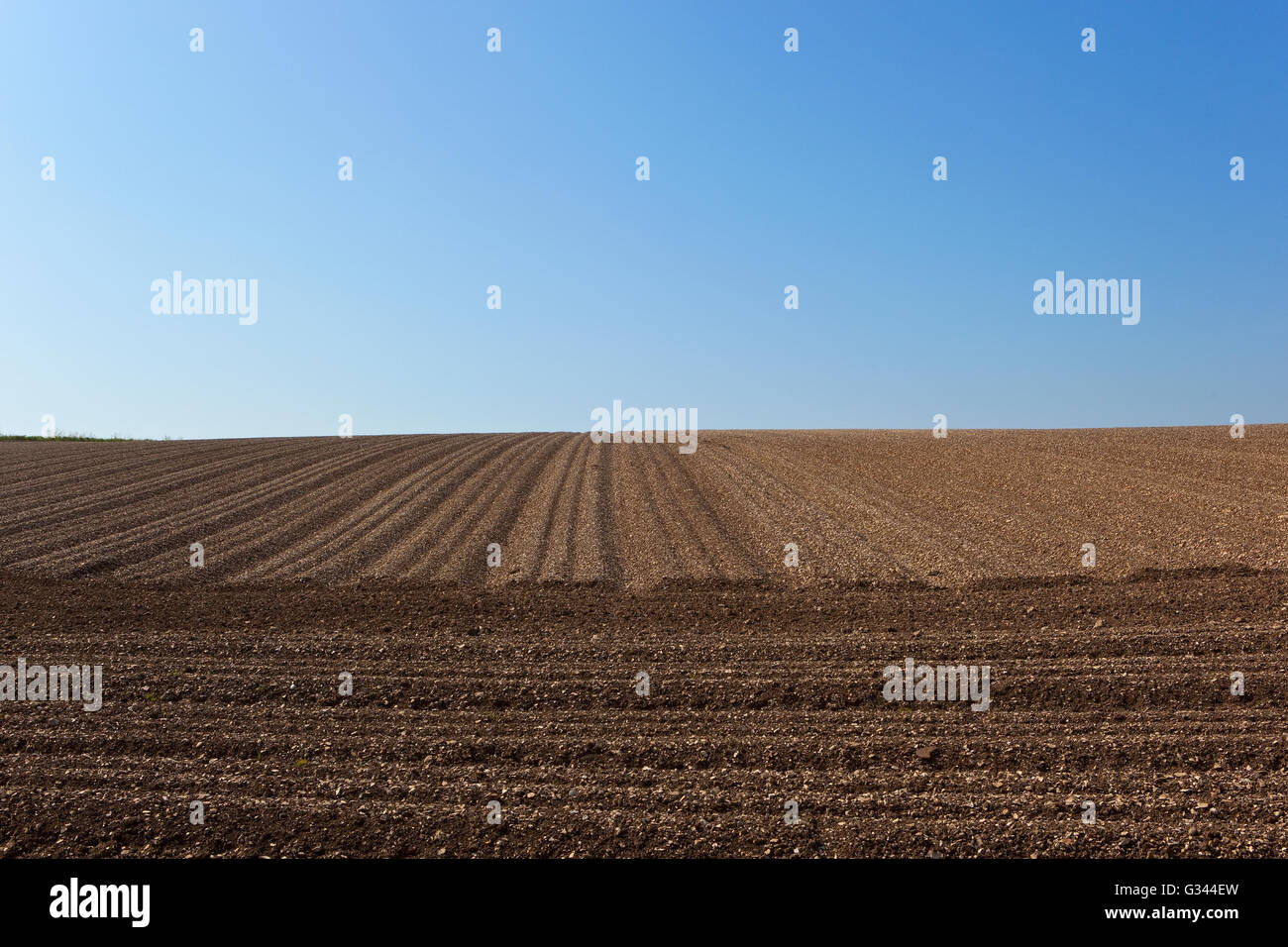 Lines and patterns of chalk soil furrows of a field planted with potatoes under a clear blue sky on the Yorkshire wolds. Stock Photo