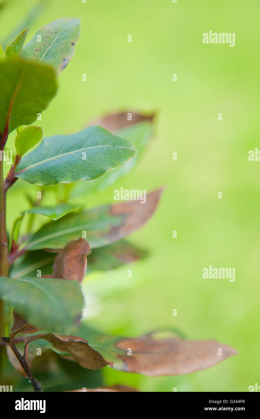 Bay tree Laurus nobilis with blurred green background, shallow depth of field Stock Photo