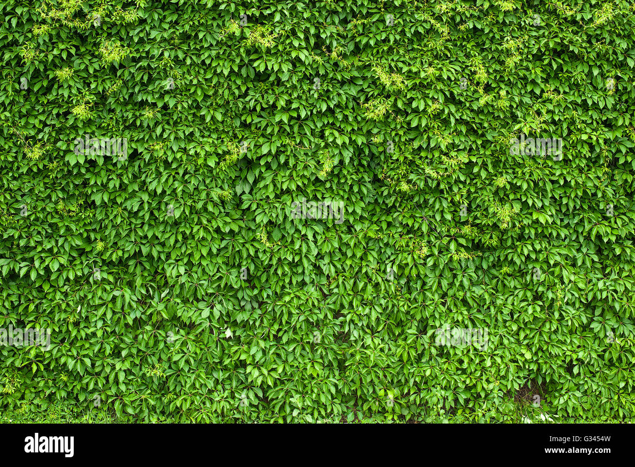 The vine grows on the wall of a building Stock Photo