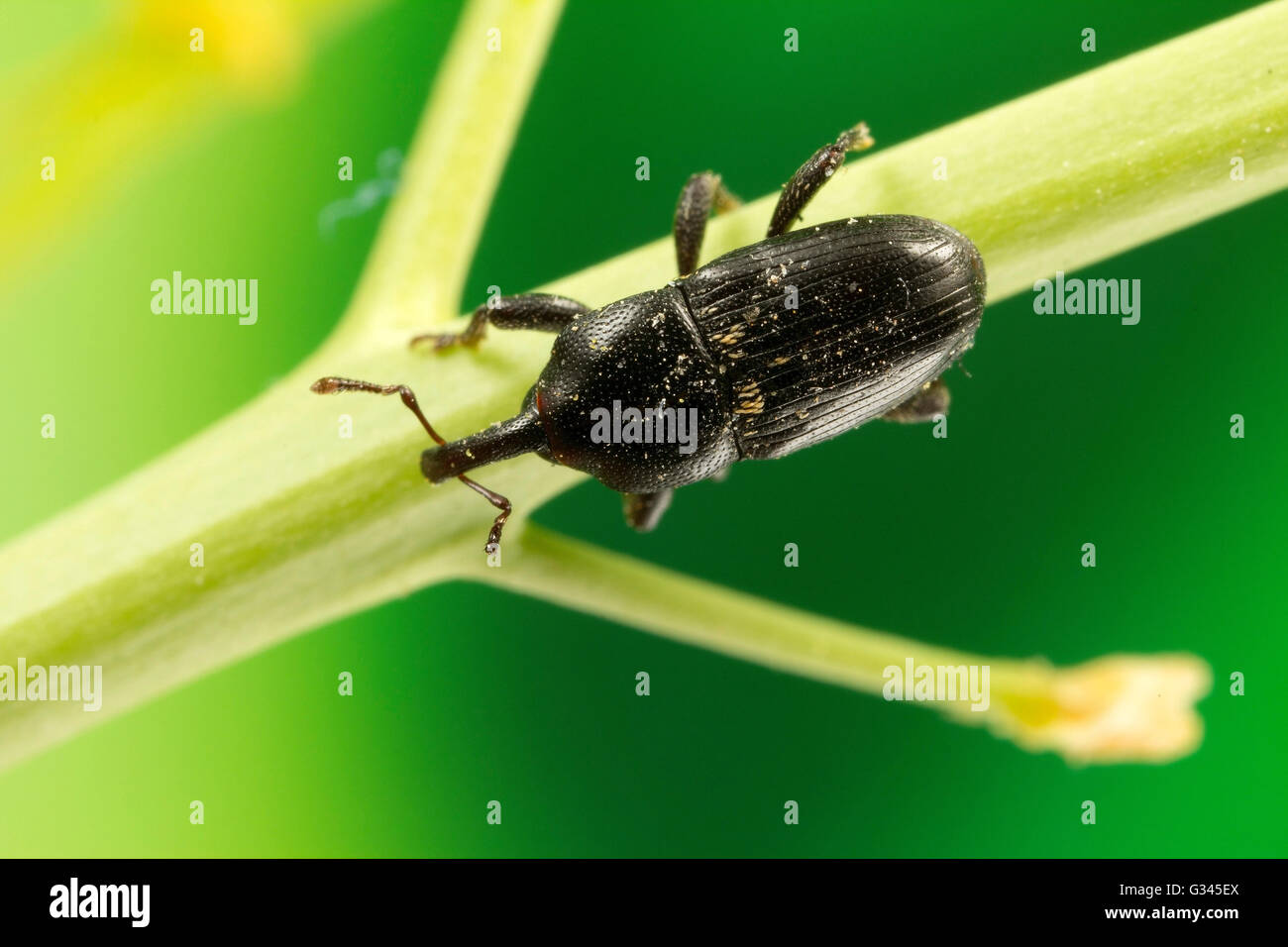 Black Weevil Beetle macro photograph Stock Photo