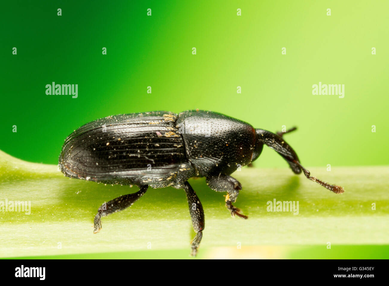 Black Weevil Beetle macro photograph Stock Photo