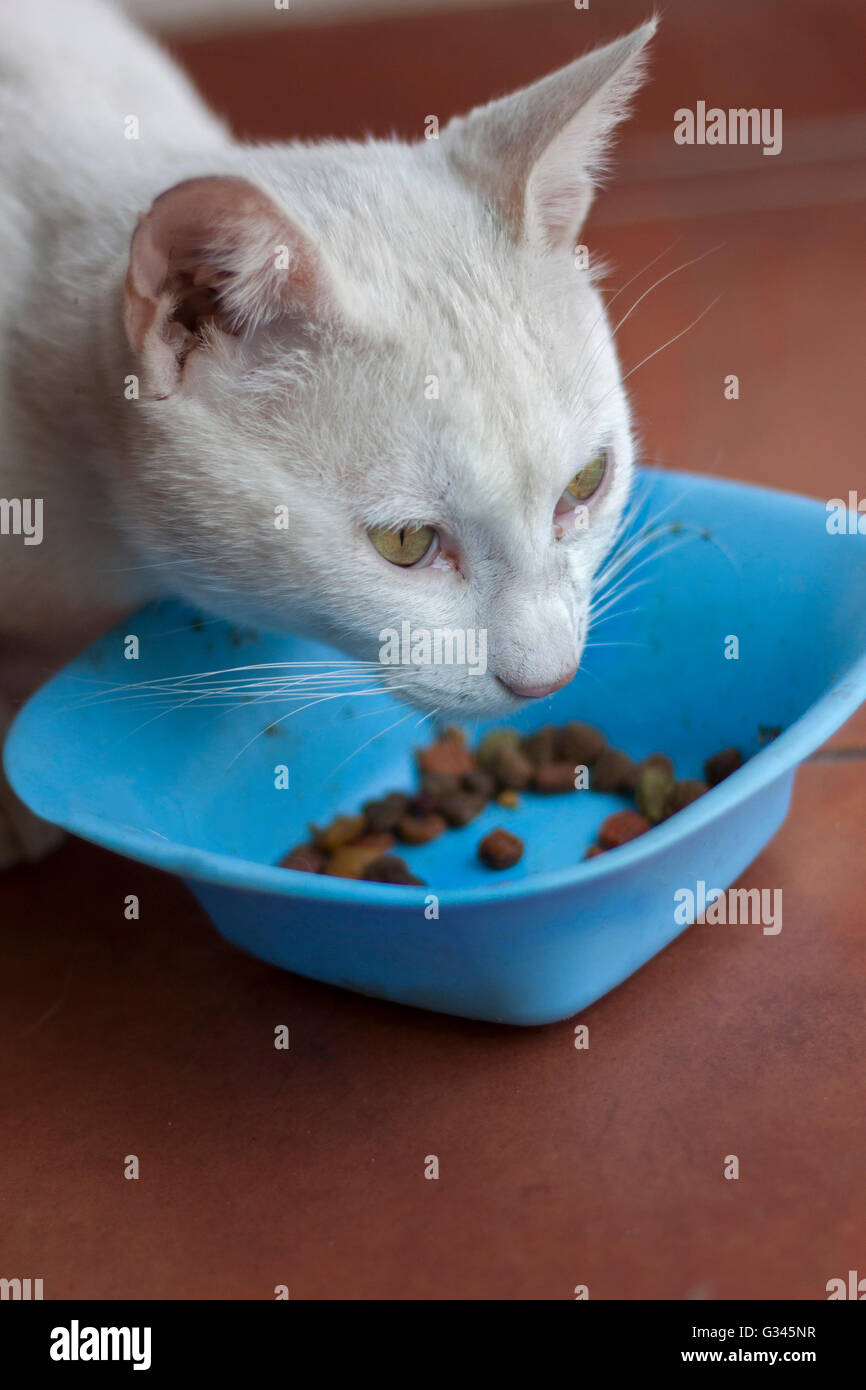 White cat eat granules Stock Photo Alamy