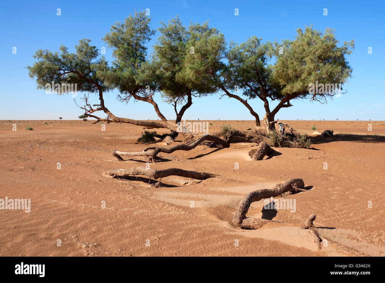A group of Tamarisk trees (Tamarix articulata) in the Sahara desert against clear blue sky. Stock Photo